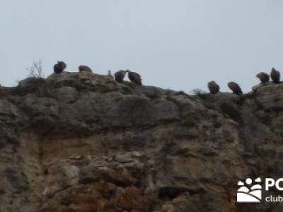 hoces de beteta;arbol el tejo;garganta divina del cares;grupos de trekking